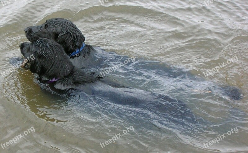 Flat Coated Retrievers Dogs Canines Sporting Hunting