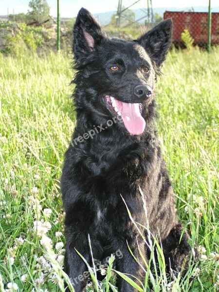 Sheepdog Dog Animal Canine Croatia