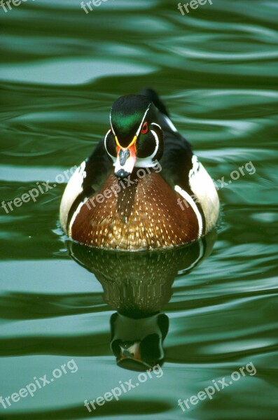 Wood Duck Waterfowl Bird Wildlife Wild