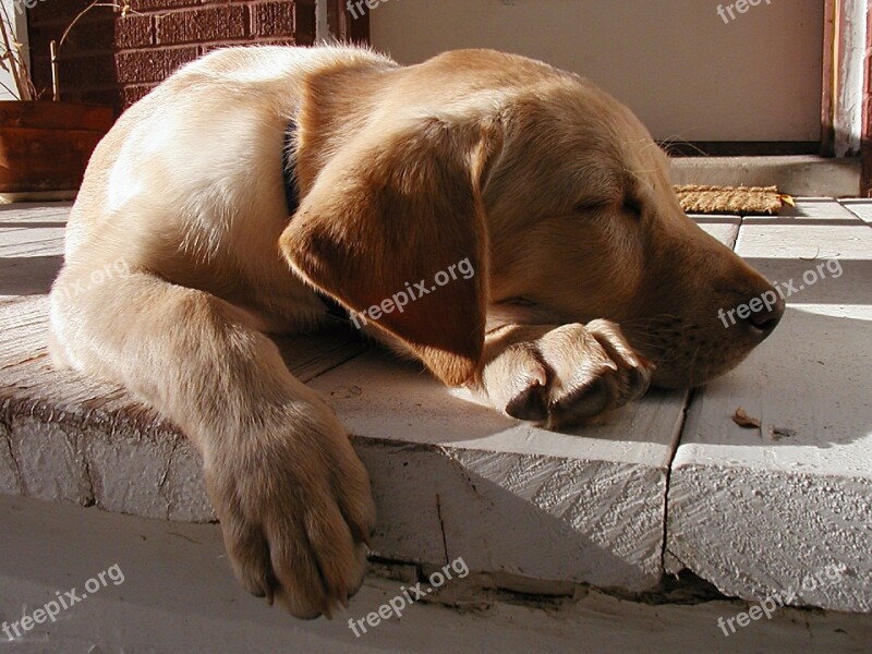 Dog Canine Sleeping Cute Pet