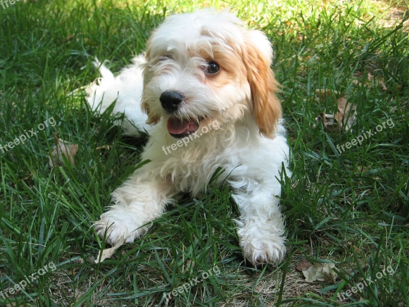 Cavapoo Poodle Puppy Cavalier King Charles Spaniel Cute