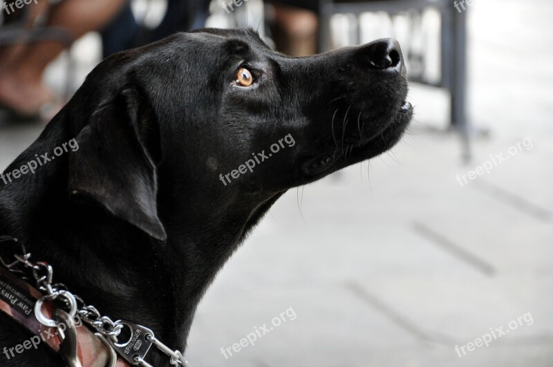 Labrador Dog Canine Profile Portrait