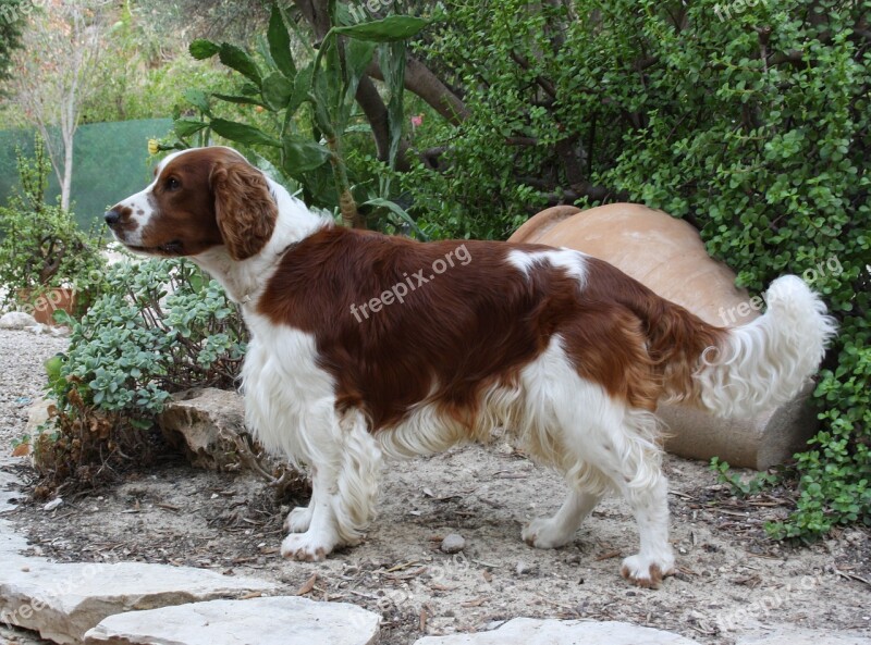 Welsh Springer Spaniel Dog Canine Brown