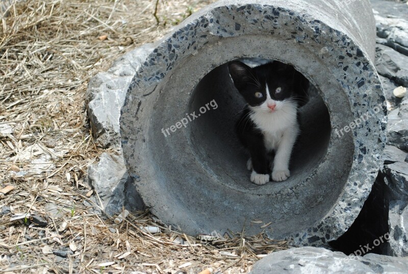 Kitten Pipe Cute Kitty Cat