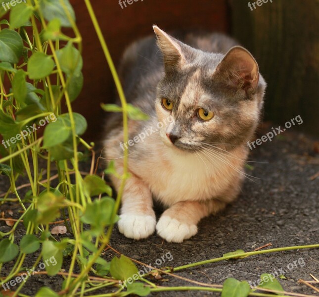 Kitten Hiding Foliage Cute Feline