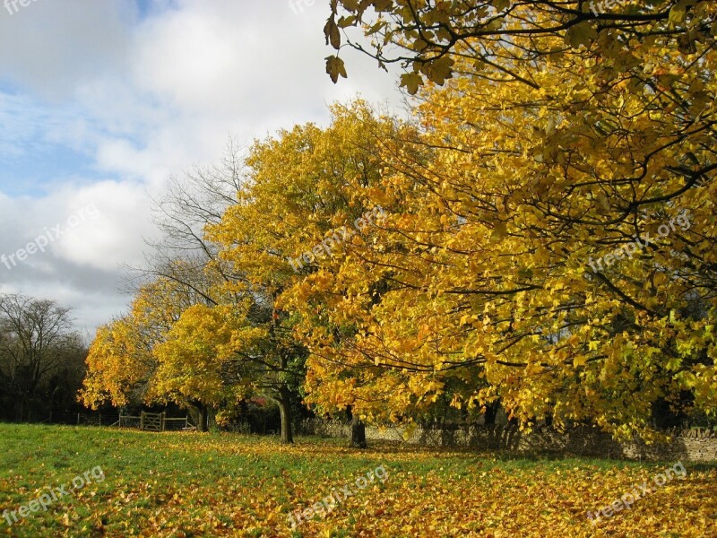 Fall Foliage Autumn Leaves Colors Yellow