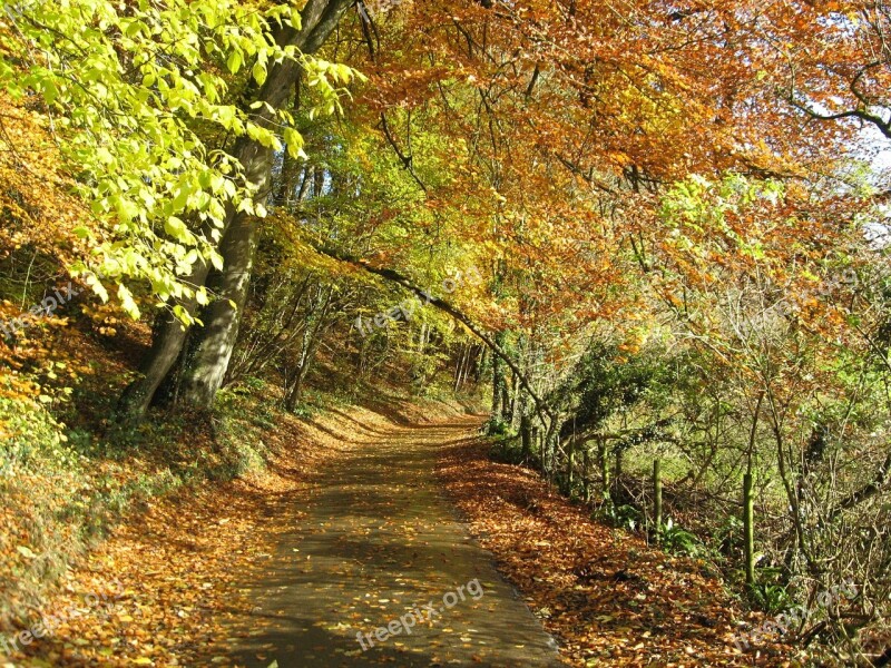 Fall Foliage Country Lane Landscape Road Less Travelled Narrow