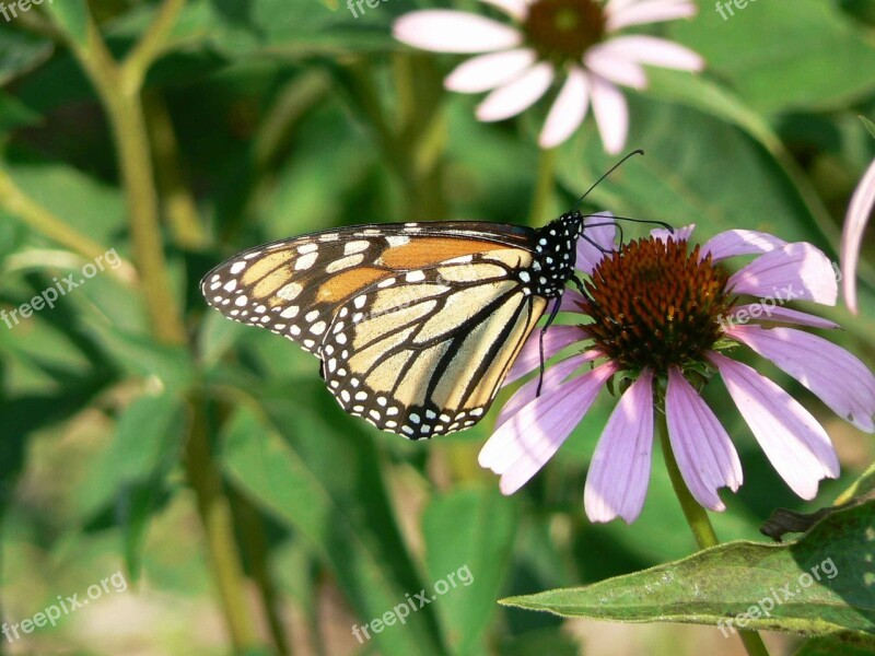 Monarch Butterfly Coneflower Danaus Plexippus Insect Flower