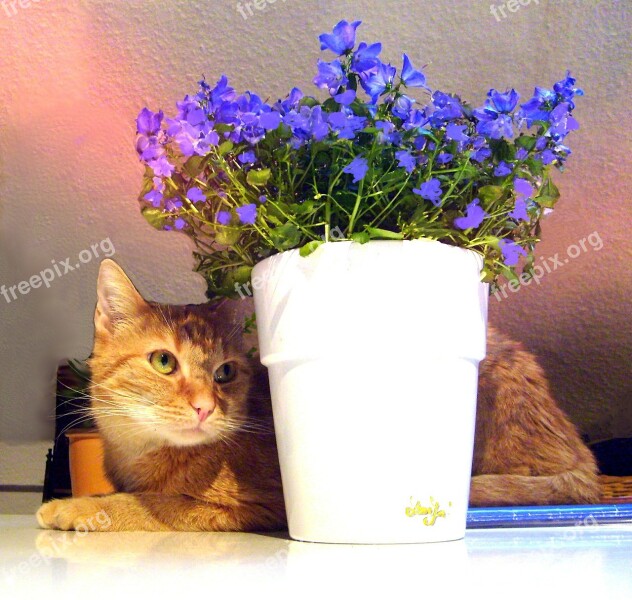 Cat Flower Pot Flowers Feline Pet