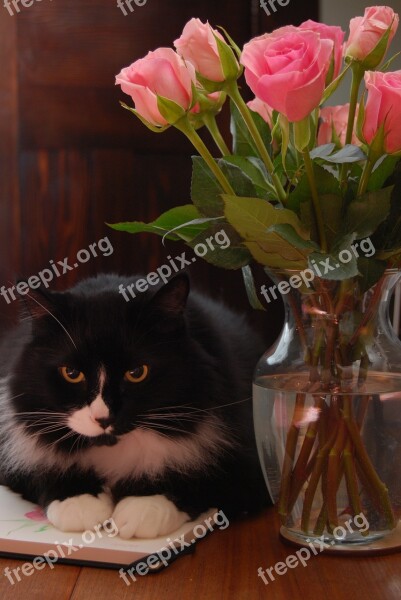 Cat Flowers Roses Crouching Cut