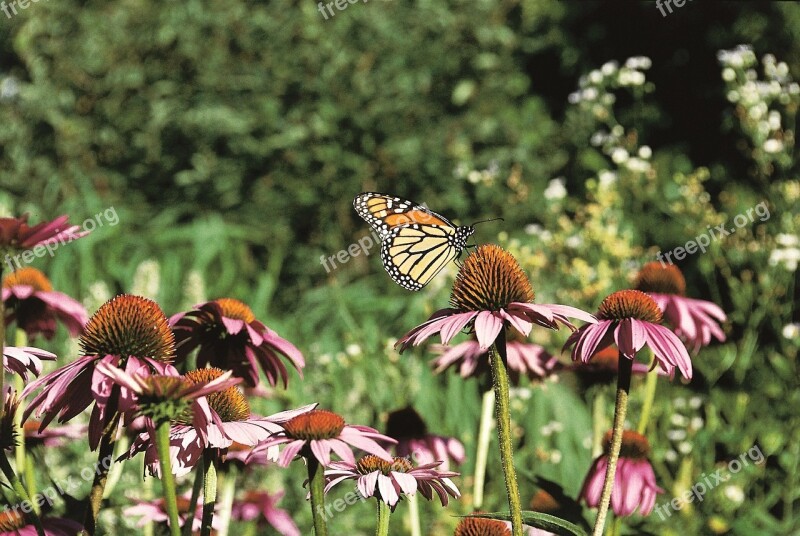 Monarch Butterfly Coneflower Purple Prairie Insect Nectar