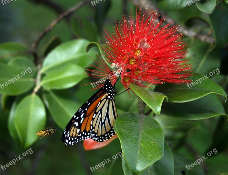 Monarch Butterfly Danaus Plexippus Wasp Flower Bloom