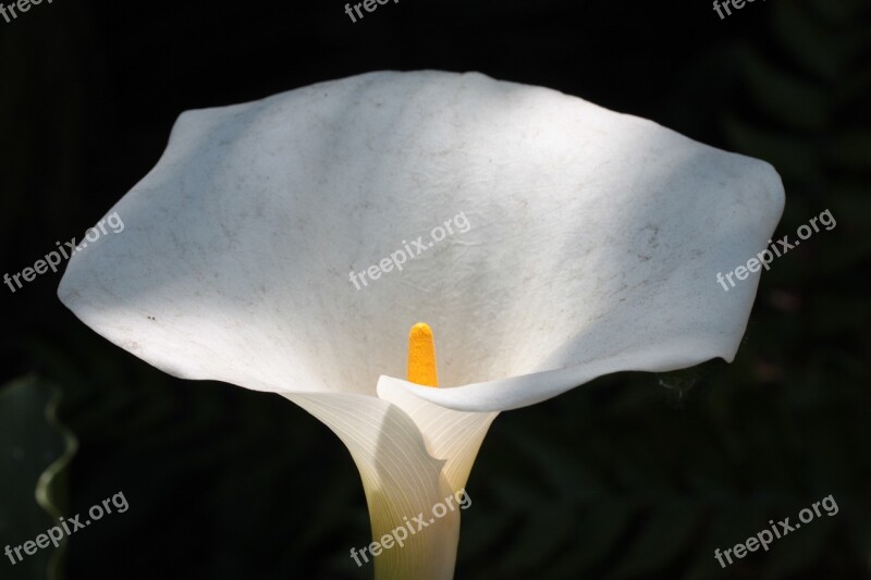 Yellow Spadix Flower White Spathe Plant