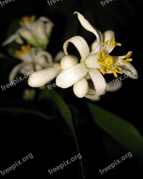 Early Flower Lemon Myer Fruit Tree