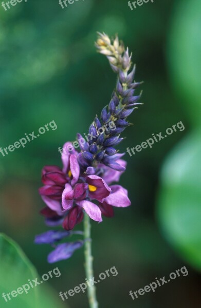 Kudzu Flowering Plant Bloom Flower