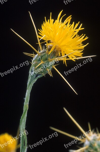 Yellowstar Thistle Weed Golden Starthistle Yellow Cockspur St Barnaby's Thistle