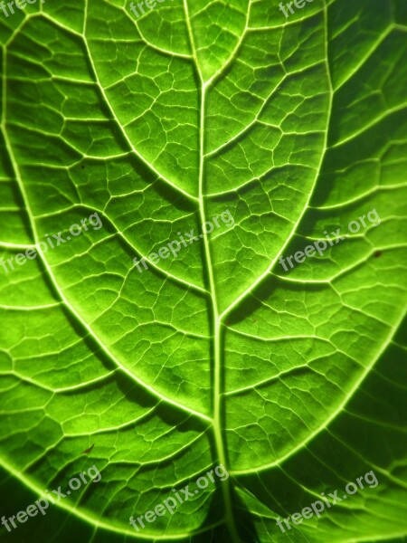 Green Sheet Macro Veins Free Photos