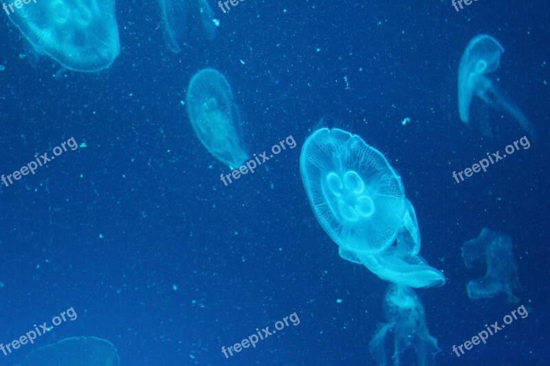 Jellyfish Marine Life Marine Aquarium Free Photos