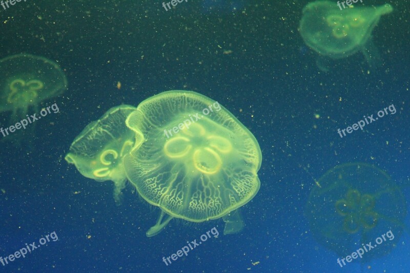 Jellyfish Marine Life Marine Aquarium Free Photos