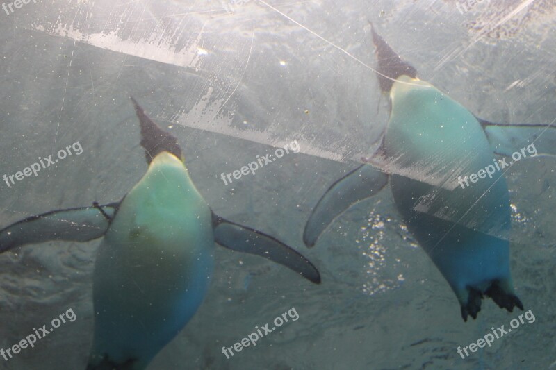 Animal Penguin Swim Frozen Free Photos