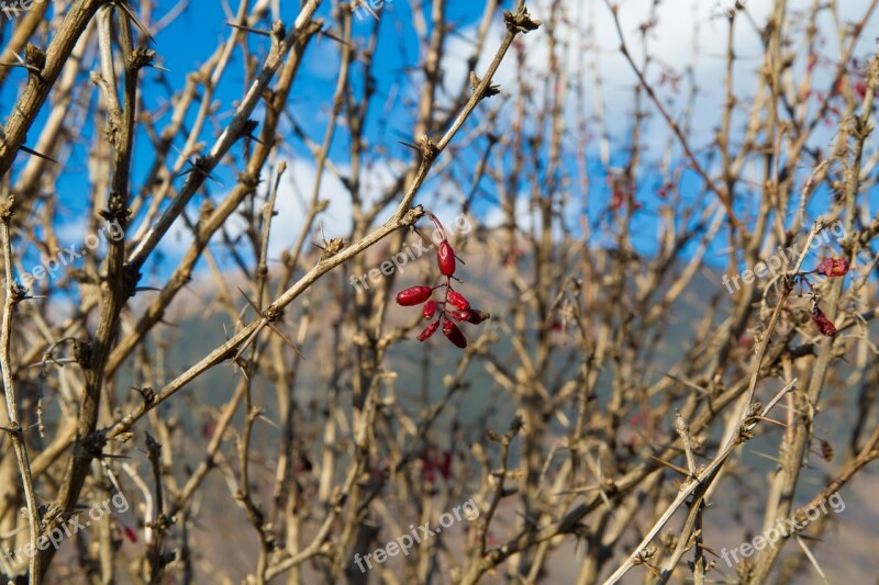 Barberry Plants Nature Free Photos