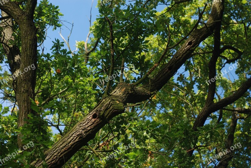 Oak Tree Branches Sky Blue