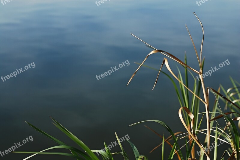 Surface Reeds Pond Water-level Water