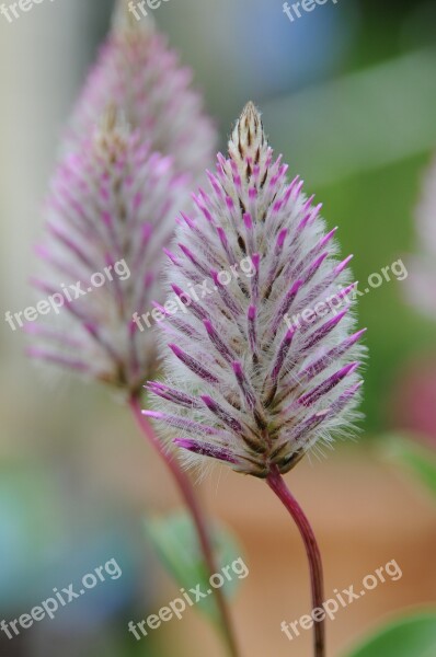 Ptilotus Exaltatus Flower Purple Nature Garden