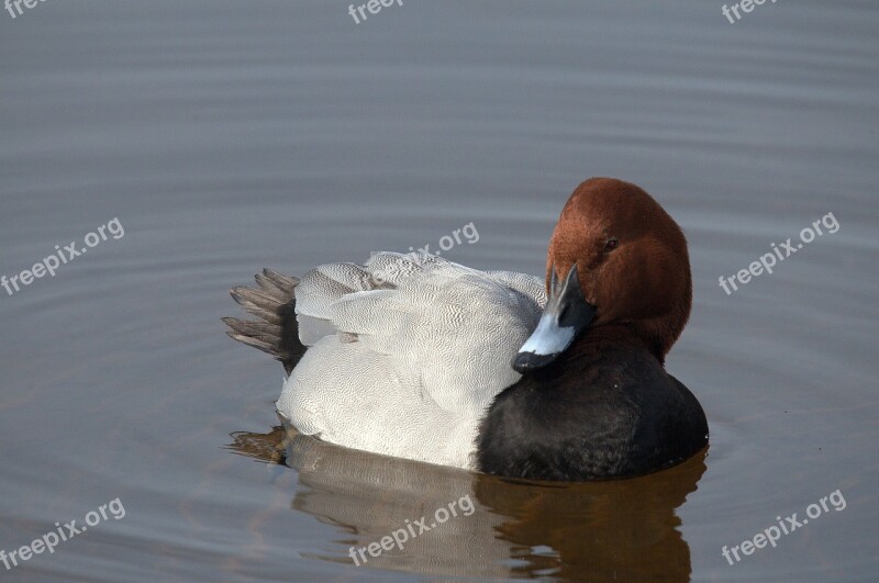 Common Pochard Marquenterre Park Bird Fauna Wild Duck