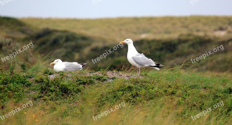 Gulls Summer Dune Landscape Dunes Vacations