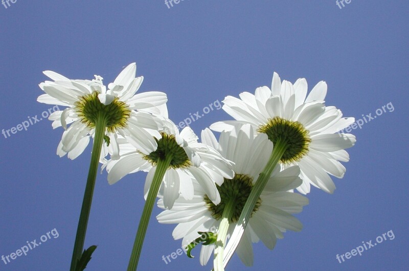 Daisies Flowers Plant Garden White