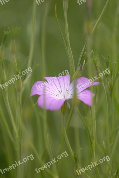 Flower Purple Flower Garden Fresh Green Karen