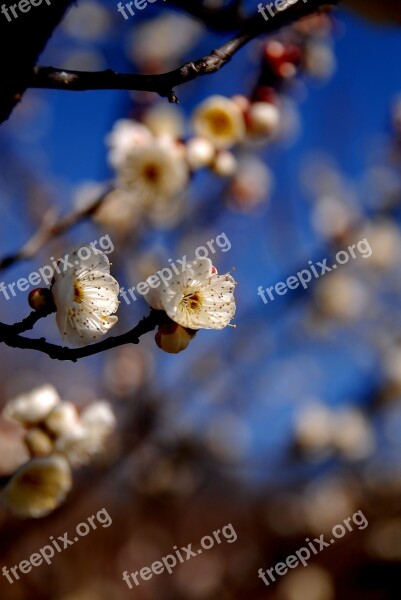 Plum Grove White Yokohama Early Spring Free Photos