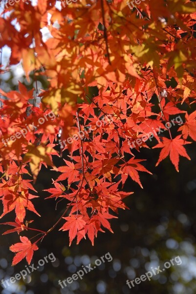 Plant Autumnal Leaves Light Red Free Photos