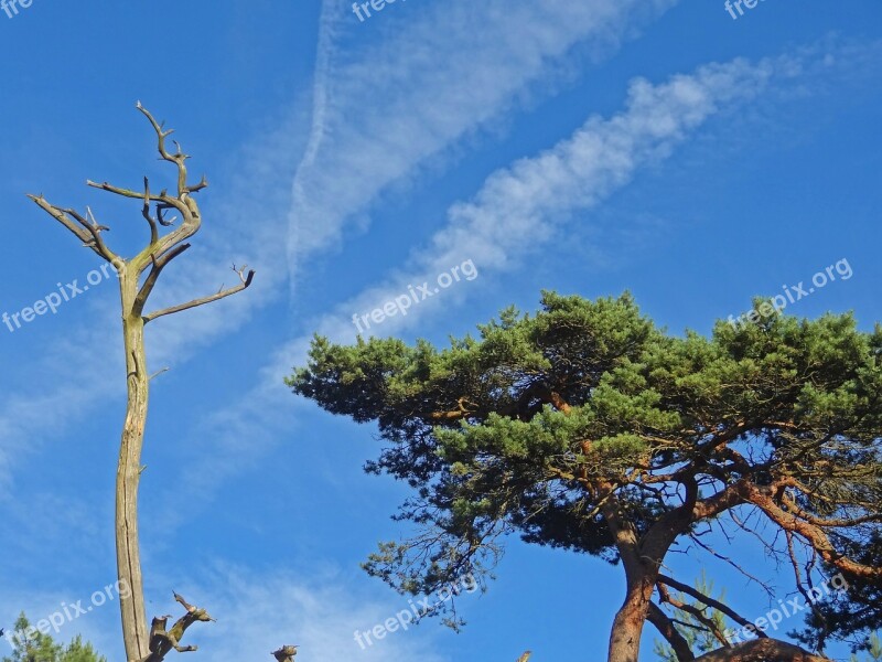 Pine Pine Forest Desert Steppe Dying Tree