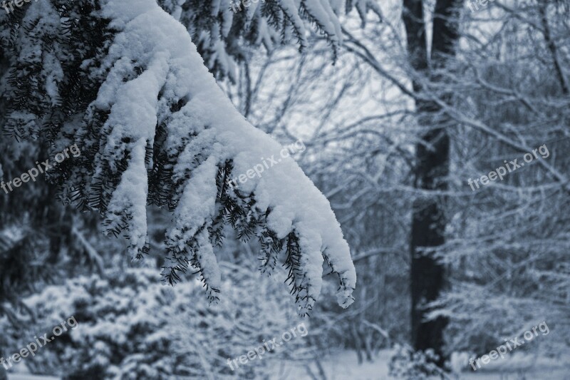 Snow Branch Yew Winter Forest