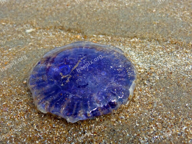 Jellyfish Beach Sea North Sea Blue