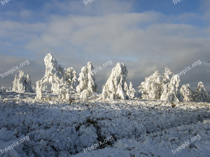 Trees Ice Frost Landscape Nature