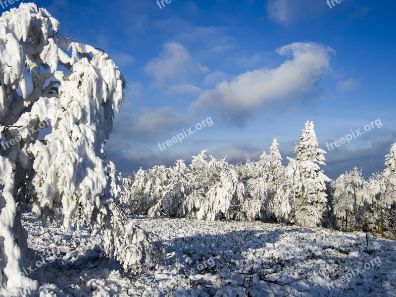 Trees Ice Frost Landscape Nature