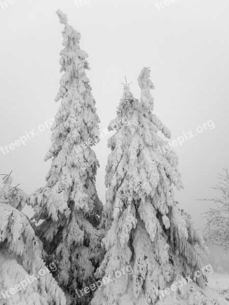 Trees Ice Frost Landscape Nature