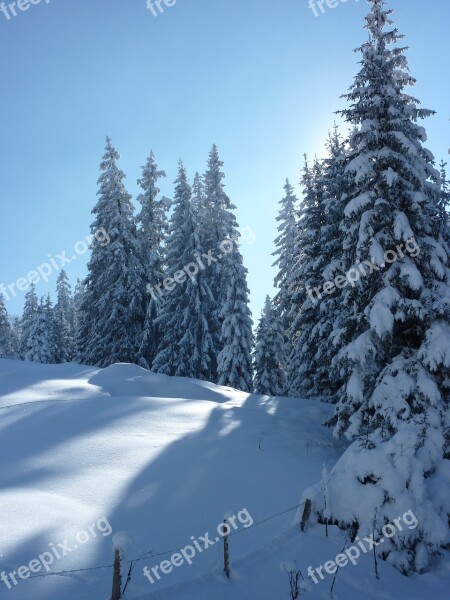 Wintry Snow Firs Trees Snowy