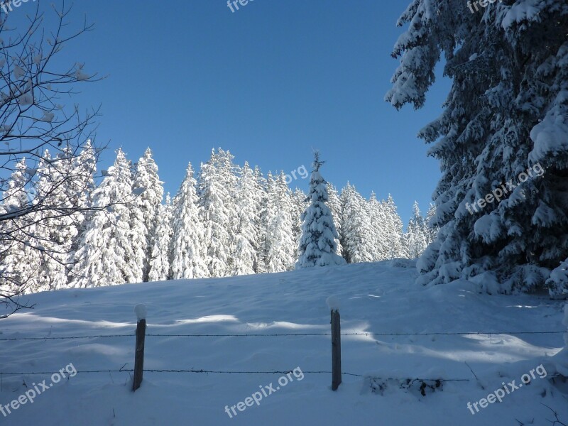 Wintry Snow Trees Cold Winter