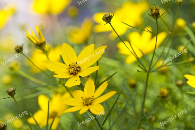 Wild Flower Flower Spring Nature Floral