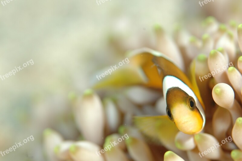 Clownfish Underwater Life Sea Diving Free Photos