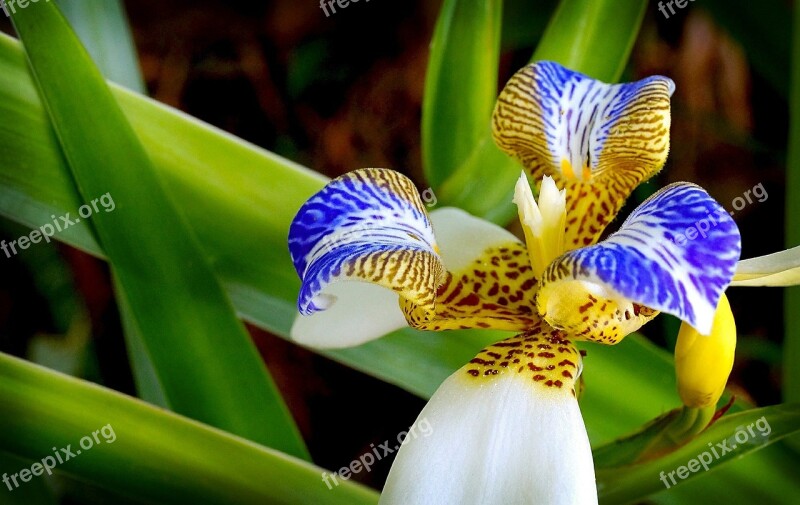 Orchid Flower Garden Exotic Plant Free Photos