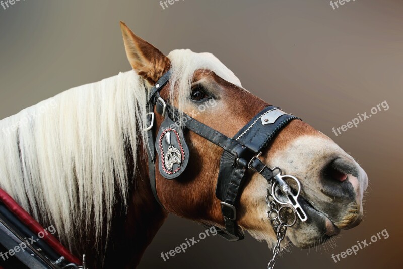 Horse Close Up Horse Head Animal Portrait Animal