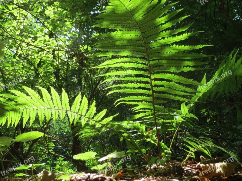 Fern Green Forest Plant Nature