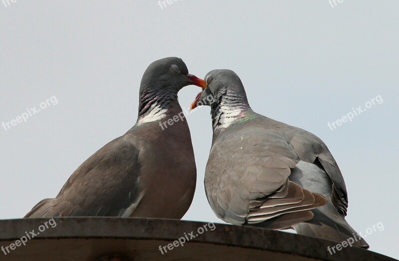 Pigeons Doves And Pigeons Pigeon Birds Columbiformes Turtle Dove