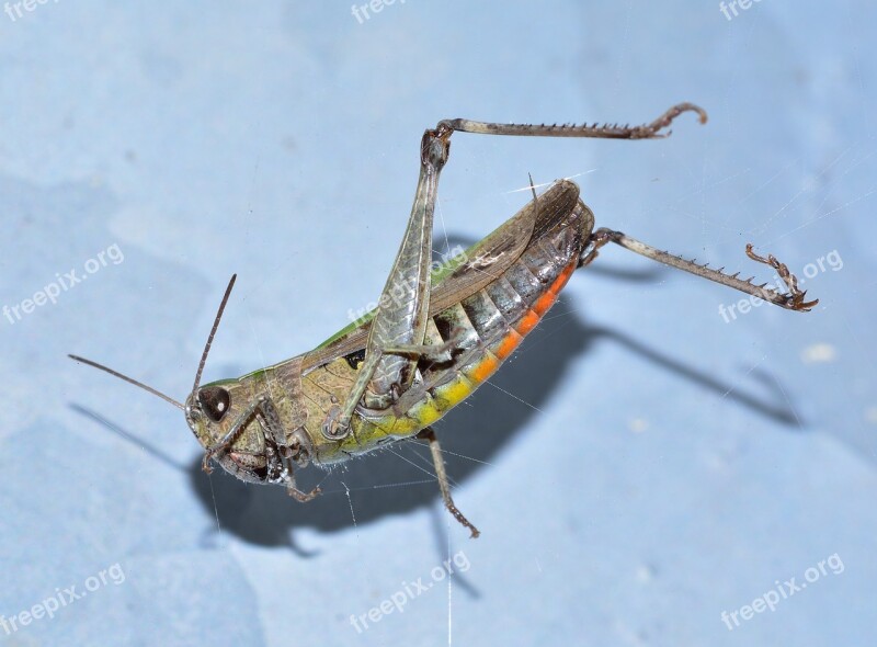 Insects Orthoptera Grasshopper Green Free Photos