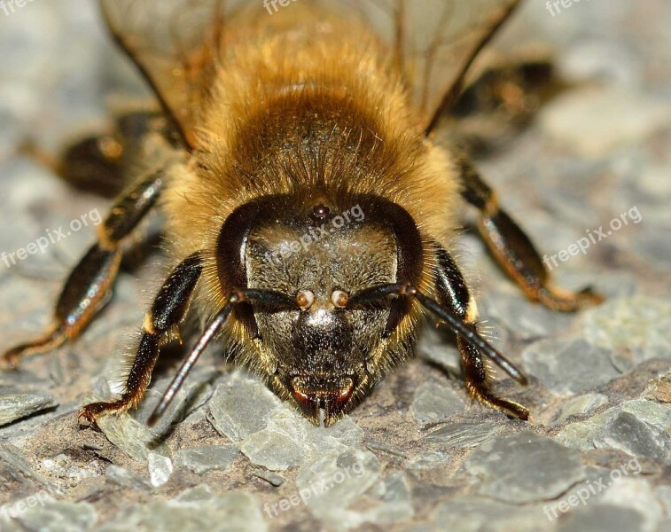 Insects Bee Apis Mellifera Hymenoptera